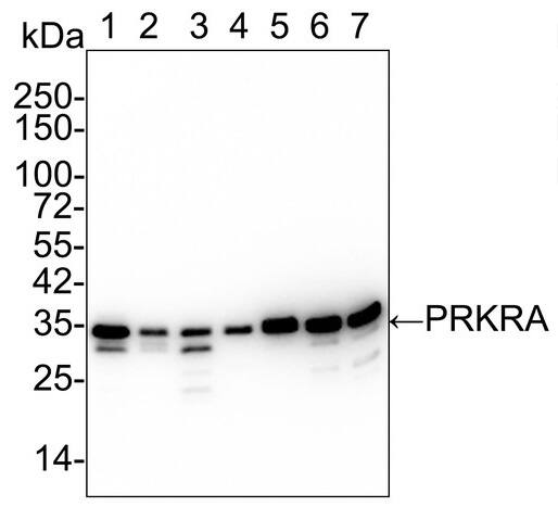 PACT Antibody (PSH02-14)