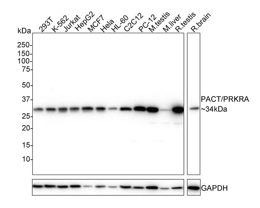 PACT Antibody (PSH02-15)