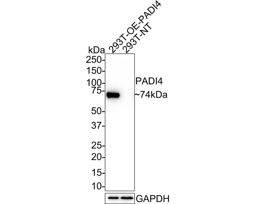 PADI4 Antibody (PSH01-33)