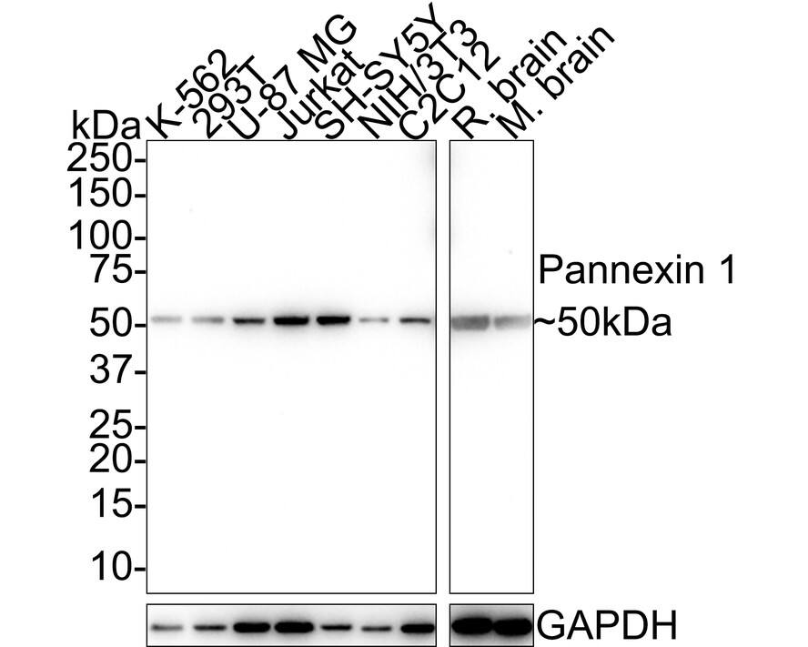 Pannexin-1 Antibody (JE38-97)