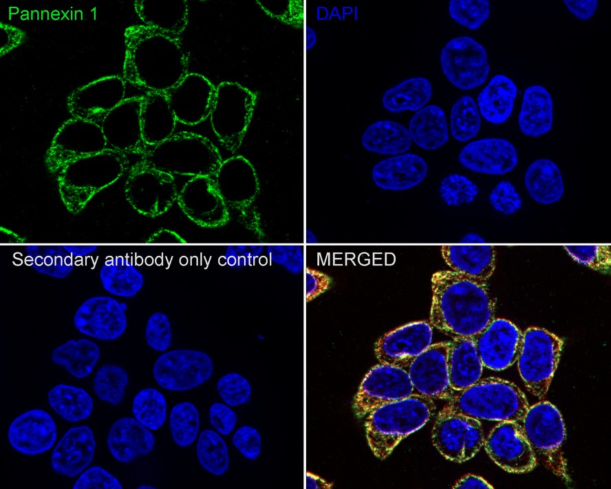 Pannexin-1 Antibody (JE38-97)