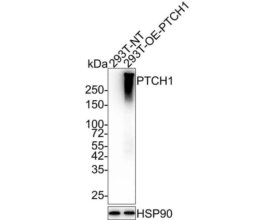 Patched 1/PTCH Antibody (PSH03-53)