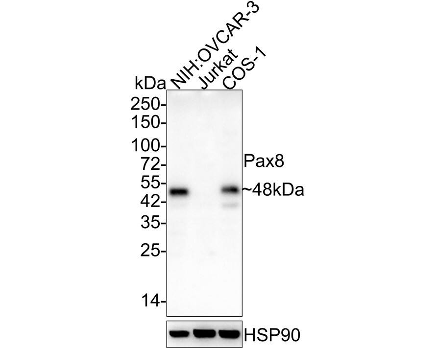 PAX8 Antibody (6G5-R)