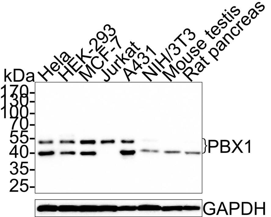 PBX1 Antibody (PSH0-24)