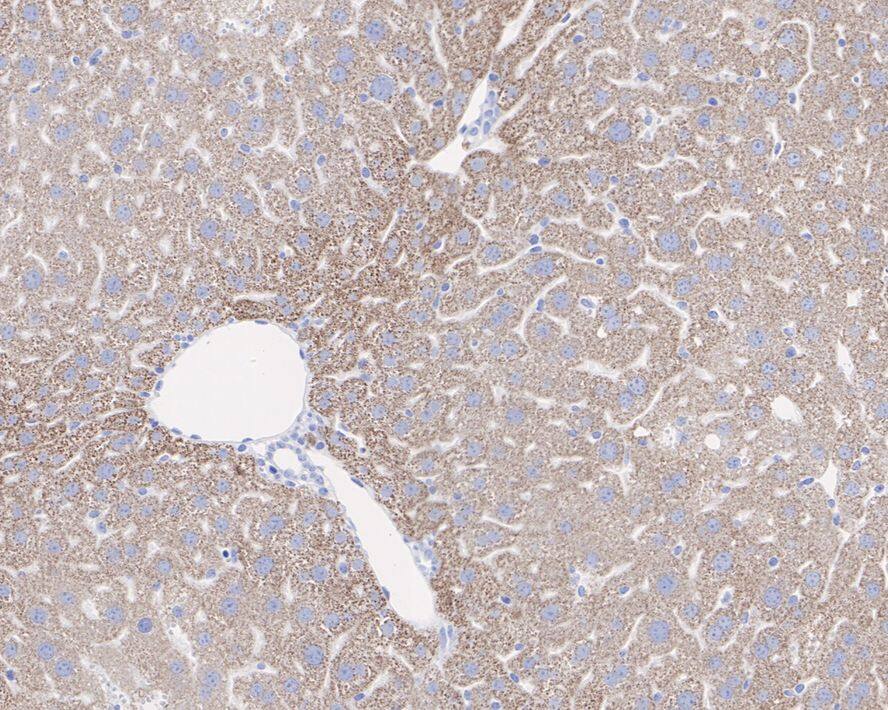 Pyruvate Carboxylase Antibody (JE40-24)