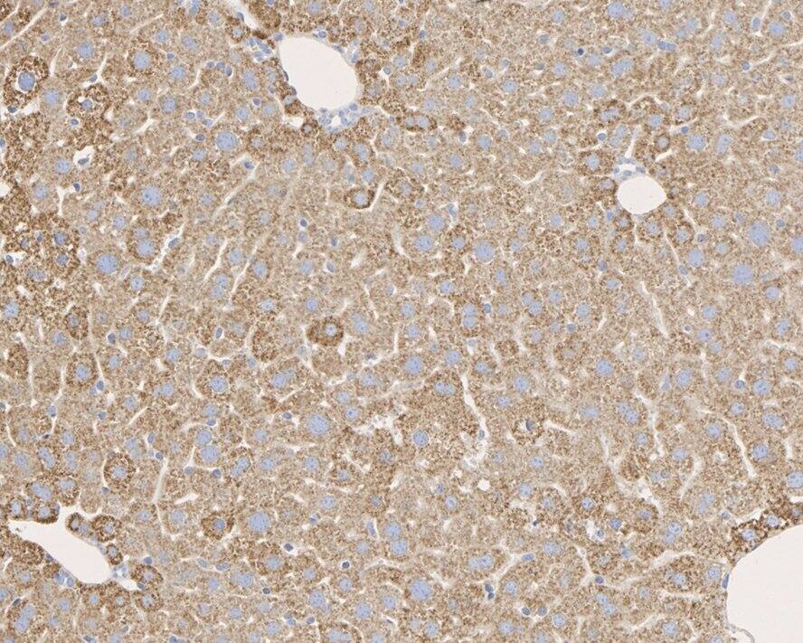 Pyruvate Carboxylase Antibody (PSH01-55)