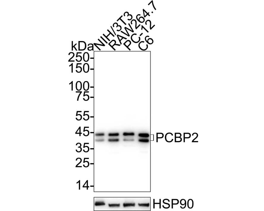 PCBP2 Antibody (JE65-05) Western Blot: PCBP2 Antibody (JE65-05) [NBP3-32724]