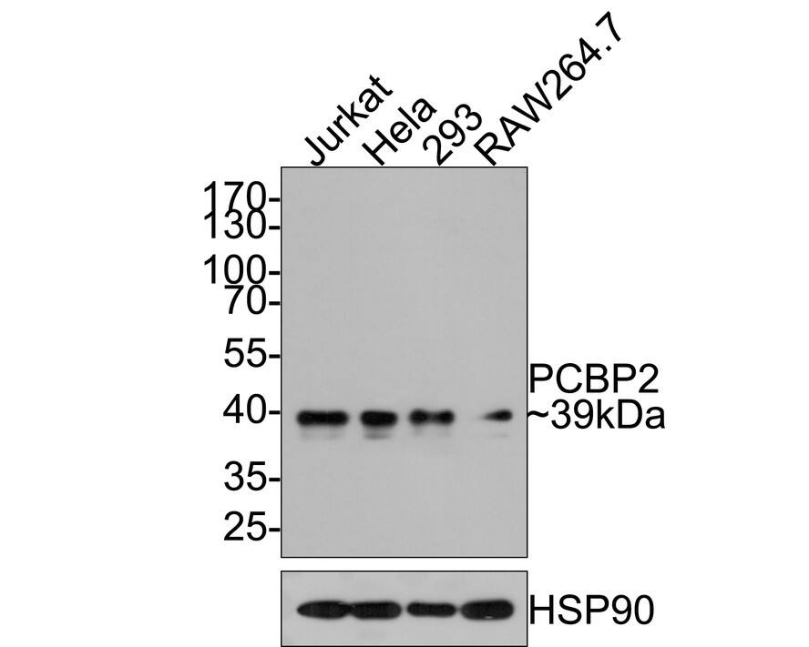 PCBP2 Antibody (JE65-05)