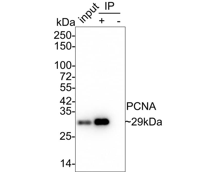 PCNA Antibody (A6-G11-R)