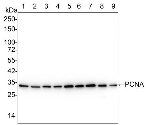PCNA Antibody (A6-G11-R)