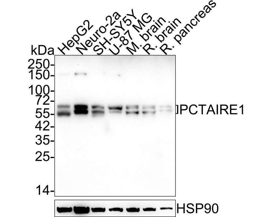 PCTAIRE1 Antibody (JE64-55)