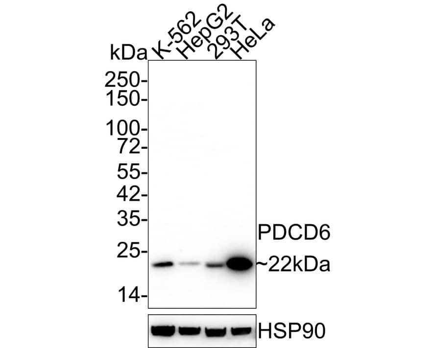 PDCD6 Antibody (A6A7-R)