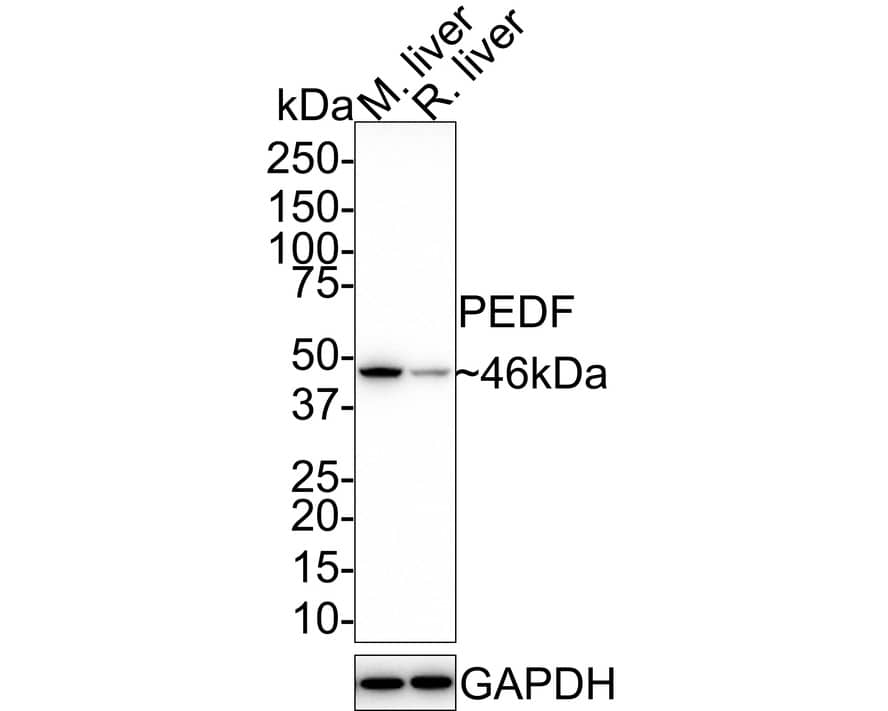 Serpin F1/PEDF Antibody (JE41-62) Western Blot: Serpin F1/PEDF Antibody (JE41-62) [NBP3-32733]
