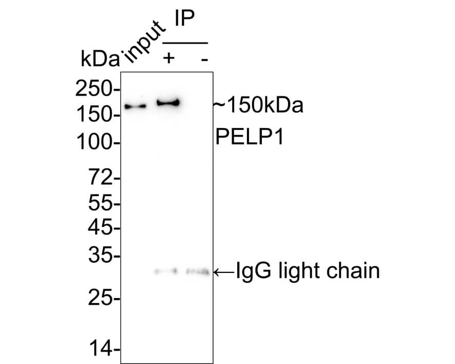 PELP1 Antibody (JE02-42)