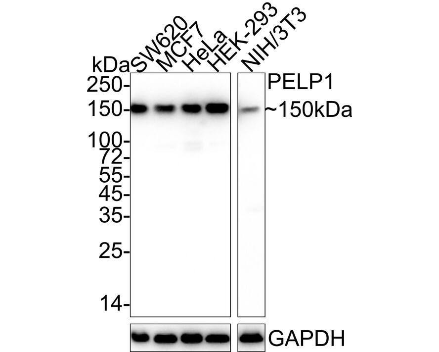 PELP1 Antibody (JE02-42)
