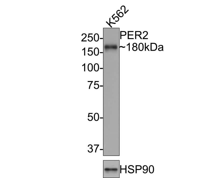 PER2 Antibody (JE33-79)