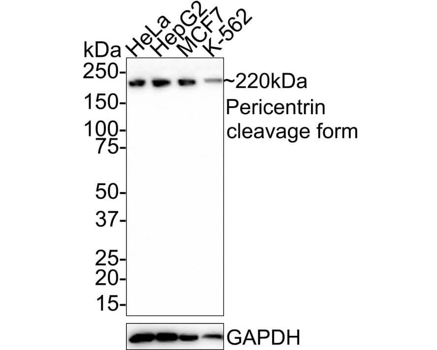 Pericentrin Antibody (PSH0-66)