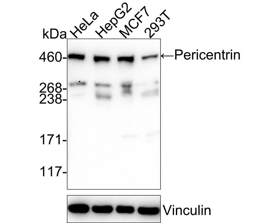 Pericentrin Antibody (PSH01-66) Western Blot: Pericentrin Antibody (PSH01-66) [NBP3-32737]