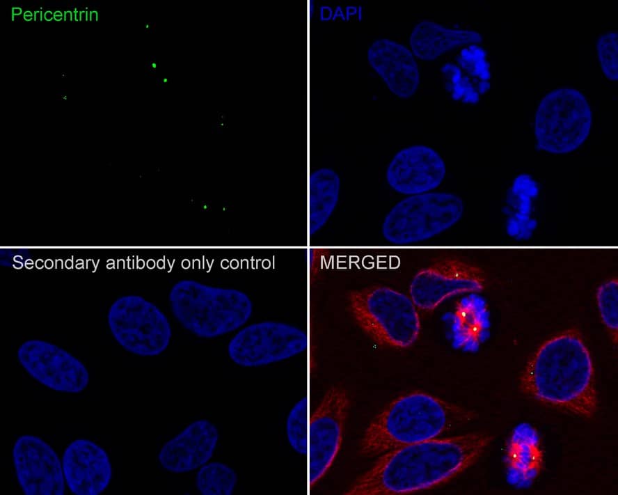 Pericentrin Antibody (PSH01-66)