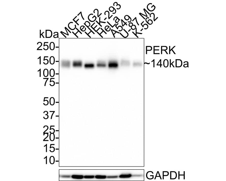 PERK Antibody (PSH0-81)