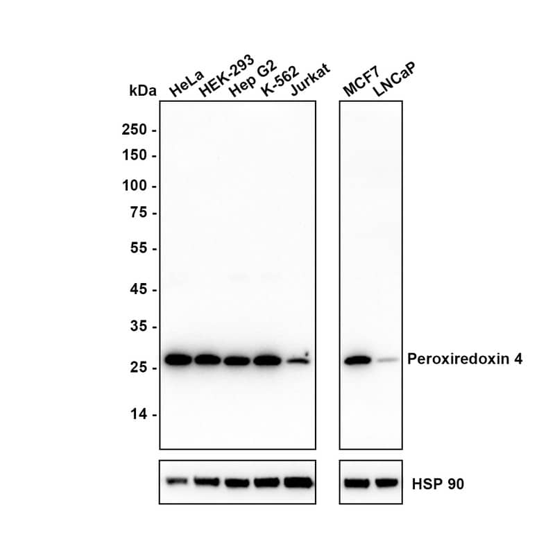 Peroxiredoxin 4 Antibody (PSH03-40) Western Blot: Peroxiredoxin 4 Antibody (PSH03-40) [NBP3-32739]