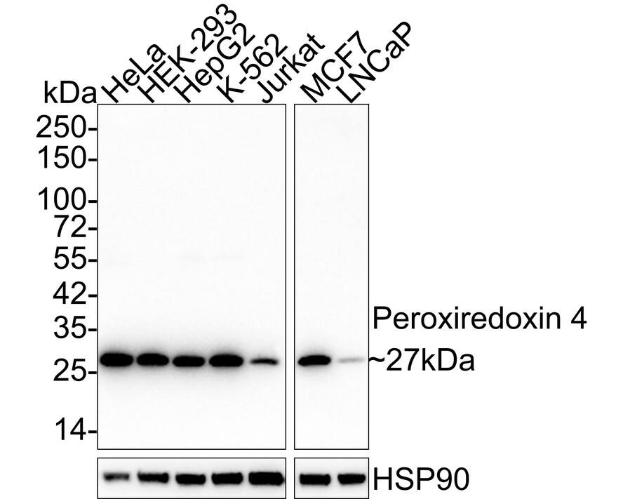 Peroxiredoxin 4 Antibody (PSH03-40)