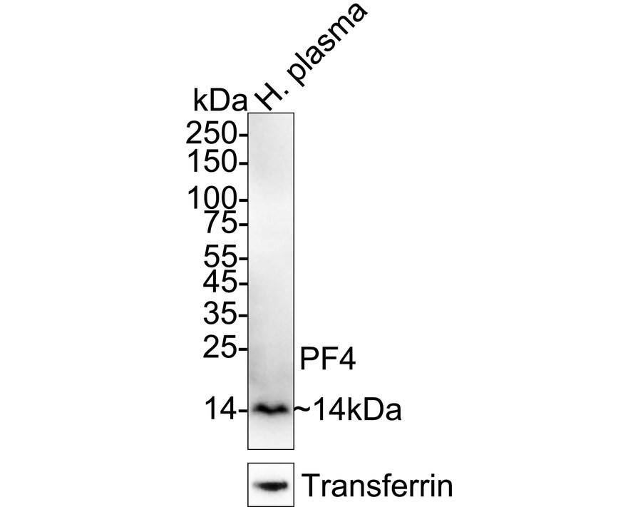 CXCL4/PF4 Antibody (JE31-48) Western Blot: CXCL4/PF4 Antibody (JE31-48) [NBP3-32743]