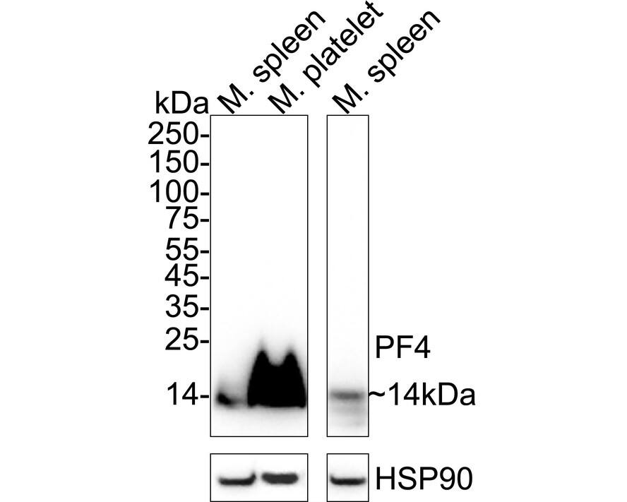 CXCL4/PF4 Antibody (JE31-48) Western Blot: CXCL4/PF4 Antibody (JE31-48) [NBP3-32743]