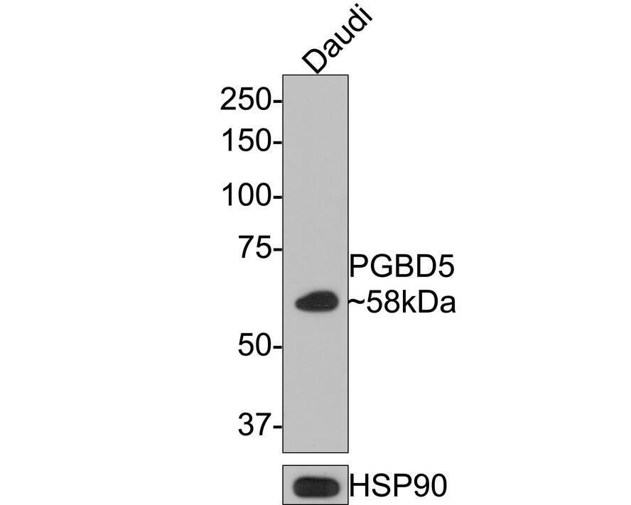 PGBD5 Antibody