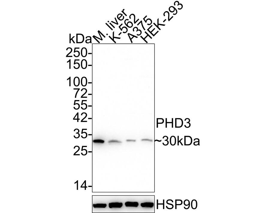 EGLN3/PHD3 Antibody (JE60-82) Western Blot: EGLN3/PHD3 Antibody (JE60-82) [NBP3-32745]