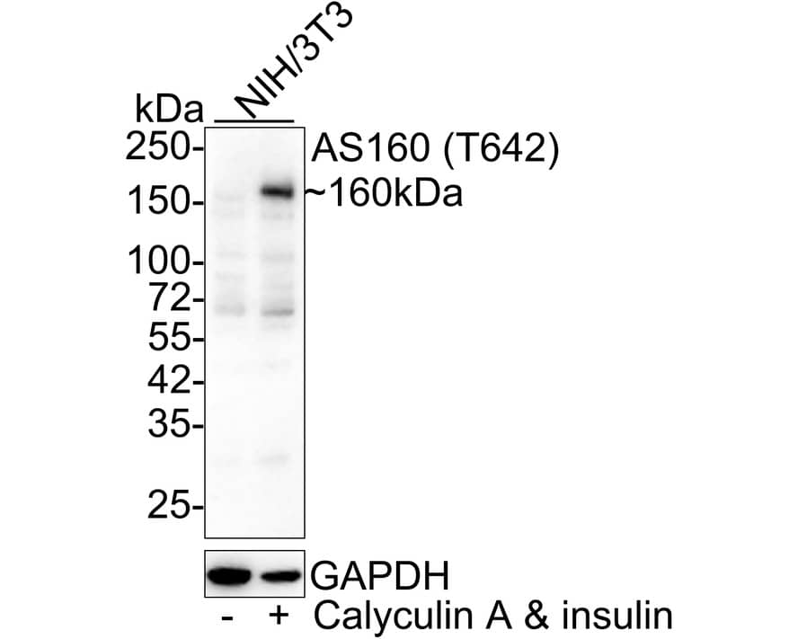 TBC1D4 [p Thr642] Antibody (JE60-97)