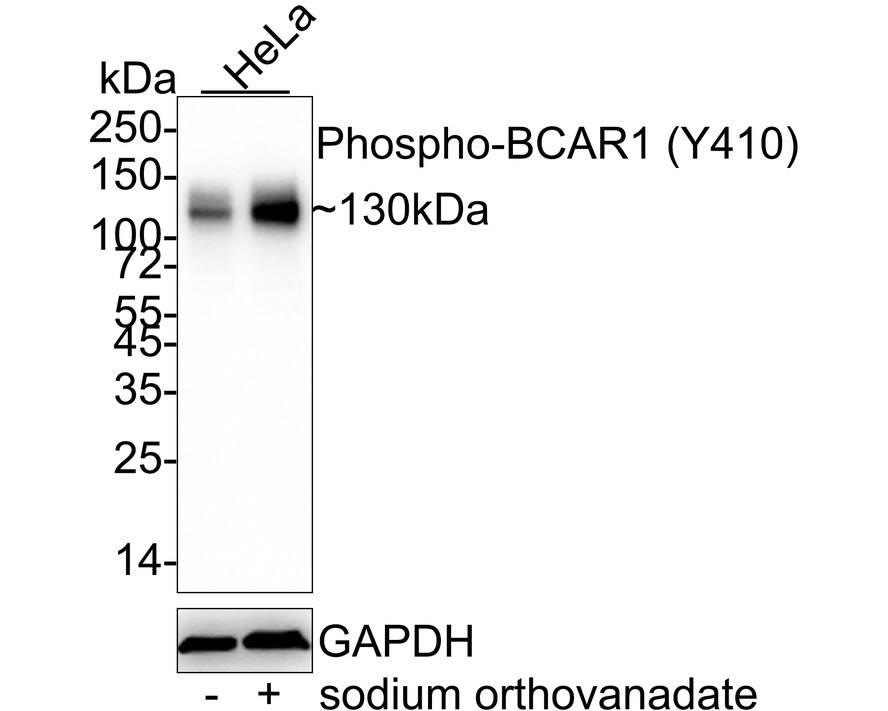 p130Cas/BCAR1 [p Tyr410] Antibody (JE47-97)