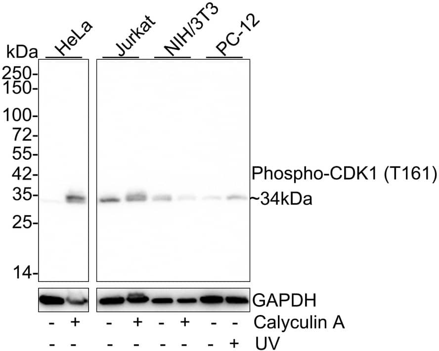 CDC2/CDK1 [p Thr161] Antibody (PSH03-42)