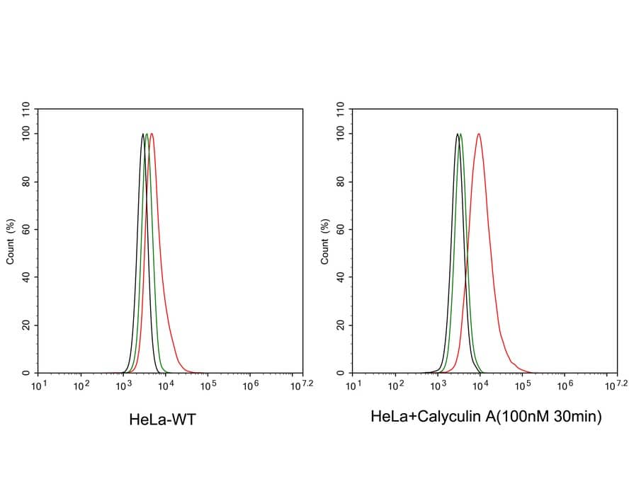 CDC2/CDK1 [p Thr161] Antibody (PSH03-42)