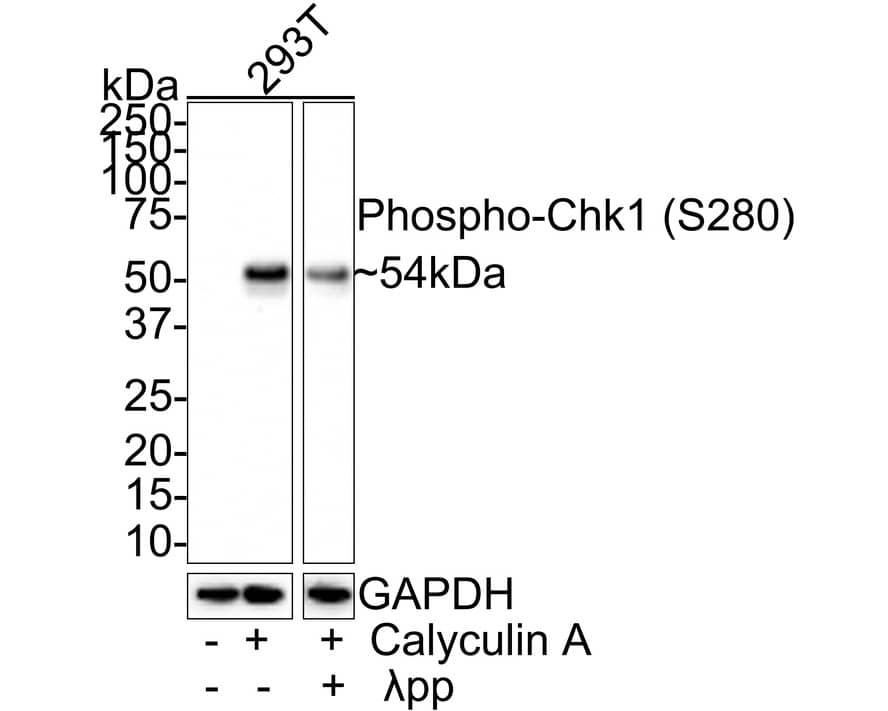 Chk1 [p Ser280] Antibody (JE47-66)