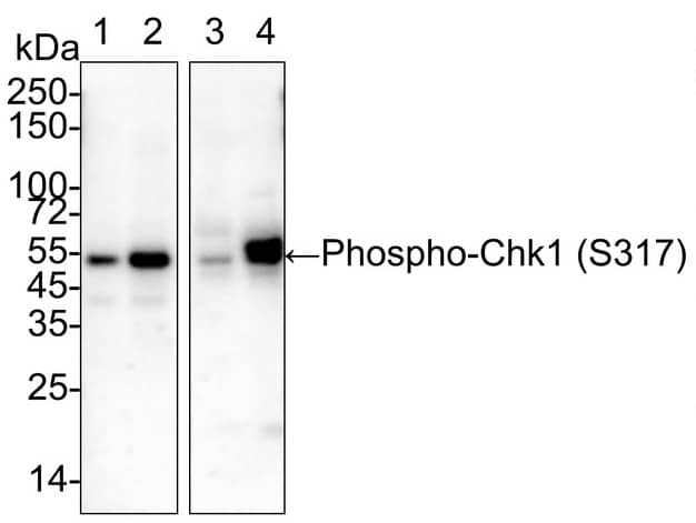 Chk1 [p Ser317] Antibody (PSH03-84)