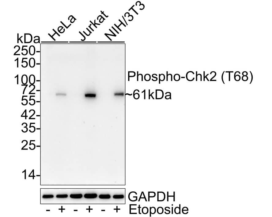 Chk2 [p Thr68] Antibody (JE43-12)