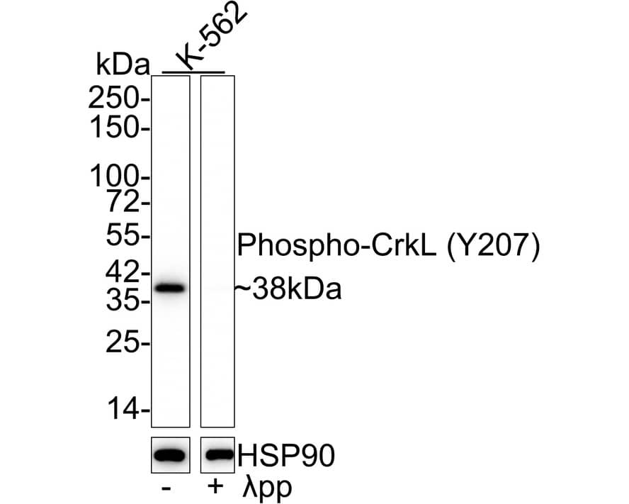 CrkL [p Tyr207] Antibody (JE55-58)