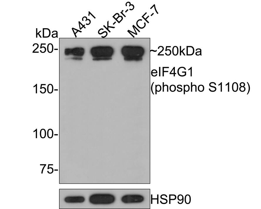 eIF4G1 [p Ser1108] Antibody (PS01-08)