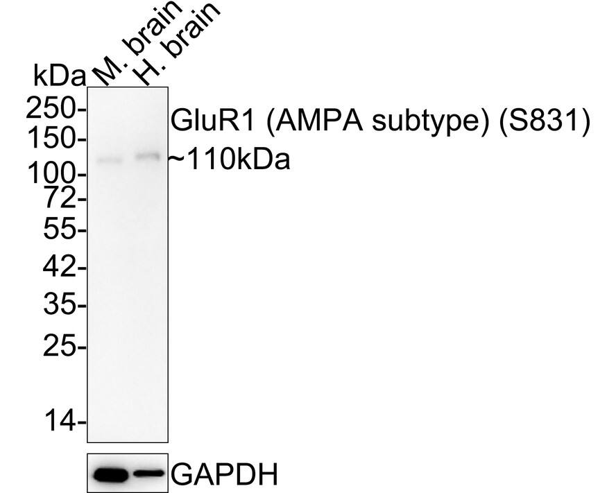 GluR1 [p Ser831] Antibody (JE44-96) - AMPA Subtype Western Blot: GluR1 [p Ser831] Antibody (JE44-96) - AMPA Subtype [NBP3-32767]