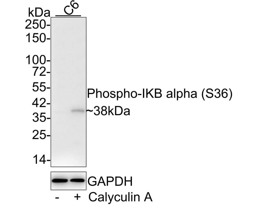 IkB-alpha [p Ser36] Antibody (JE56-65)