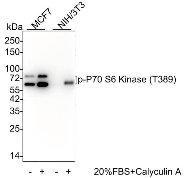 p70 S6 Kinase/S6K [p Thr389] Antibody (PSH02-23) Western Blot: p70 S6 Kinase/S6K [p Thr389] Antibody (PSH02-23) [NBP3-32783]