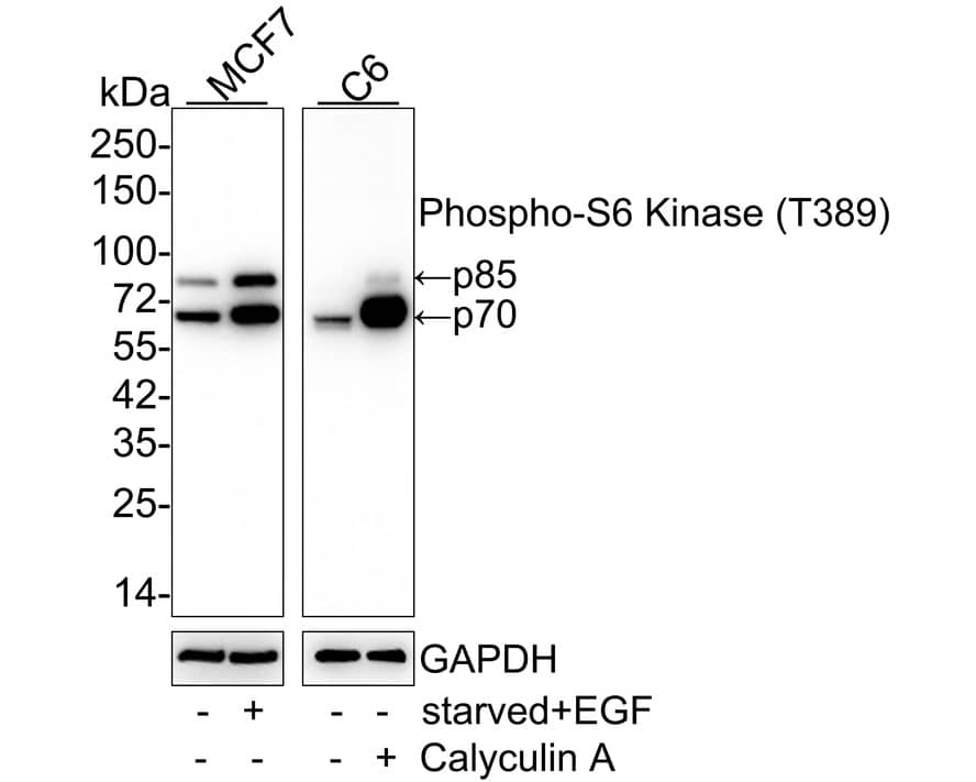 p70 S6 Kinase/S6K [p Thr389] Antibody (PSH02-23) Western Blot: p70 S6 Kinase/S6K [p Thr389] Antibody (PSH02-23) [NBP3-32783]