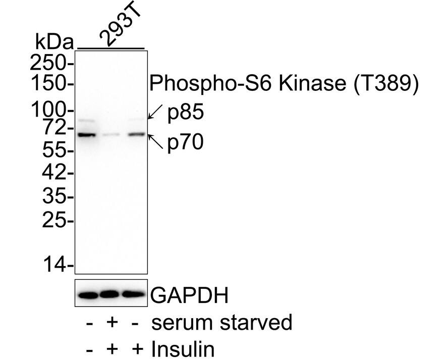 p70 S6 Kinase/S6K [p Thr389] Antibody (PSH02-23) Western Blot: p70 S6 Kinase/S6K [p Thr389] Antibody (PSH02-23) [NBP3-32783]