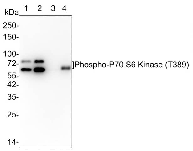 p70 S6 Kinase/S6K [p Thr389] Antibody (PSH02-23)