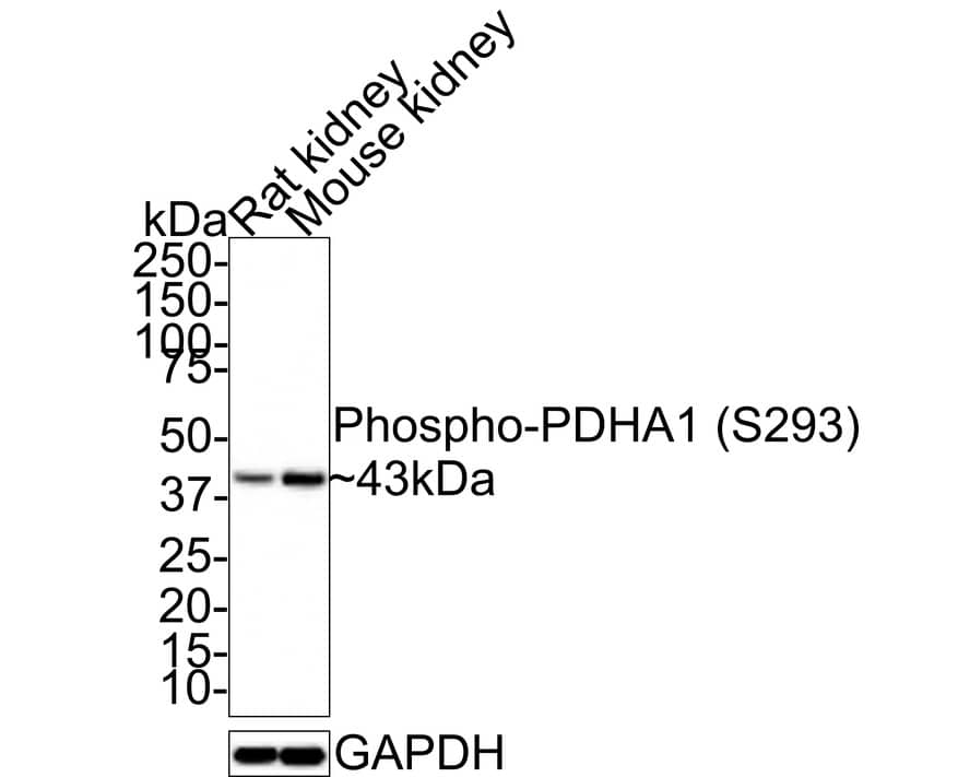 Pyruvate Dehydrogenase E1-alpha subunit [p Ser293] Antibody (JE58-27) Western Blot: Pyruvate Dehydrogenase E1-alpha subunit [p Ser293] Antibody (JE58-27) [NBP3-32787]