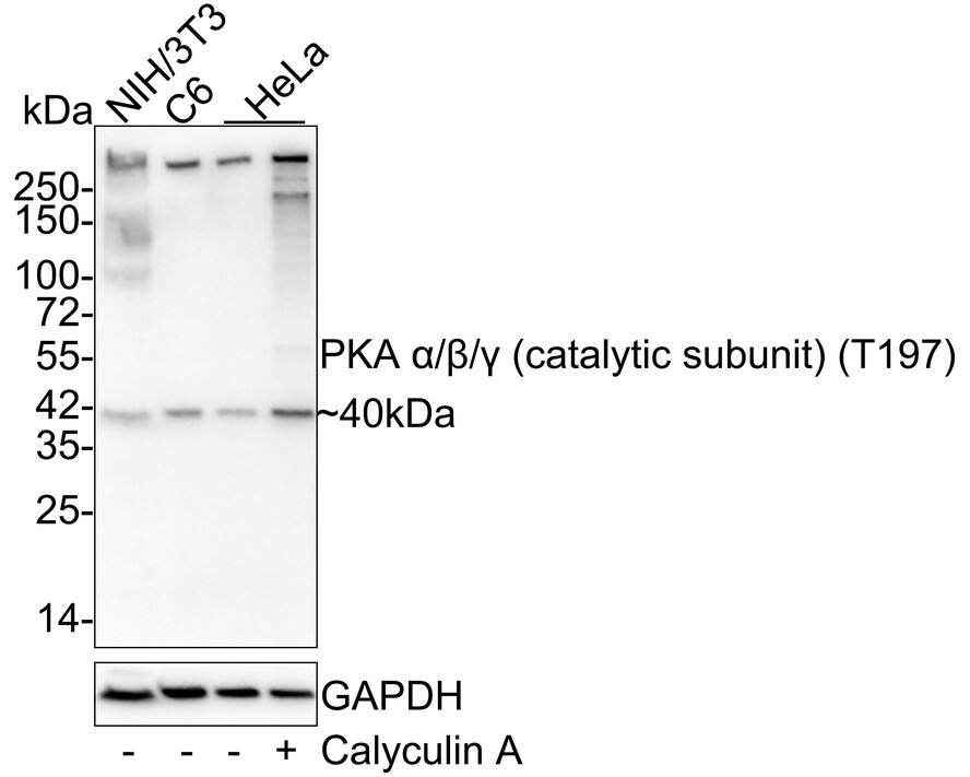PKA C (pan) [p Thr197] Antibody (JE45-17) - (Catalytic Subunit) Western Blot: PKA C (pan) [p Thr197] Antibody (JE45-17) - (Catalytic Subunit) [NBP3-32788]