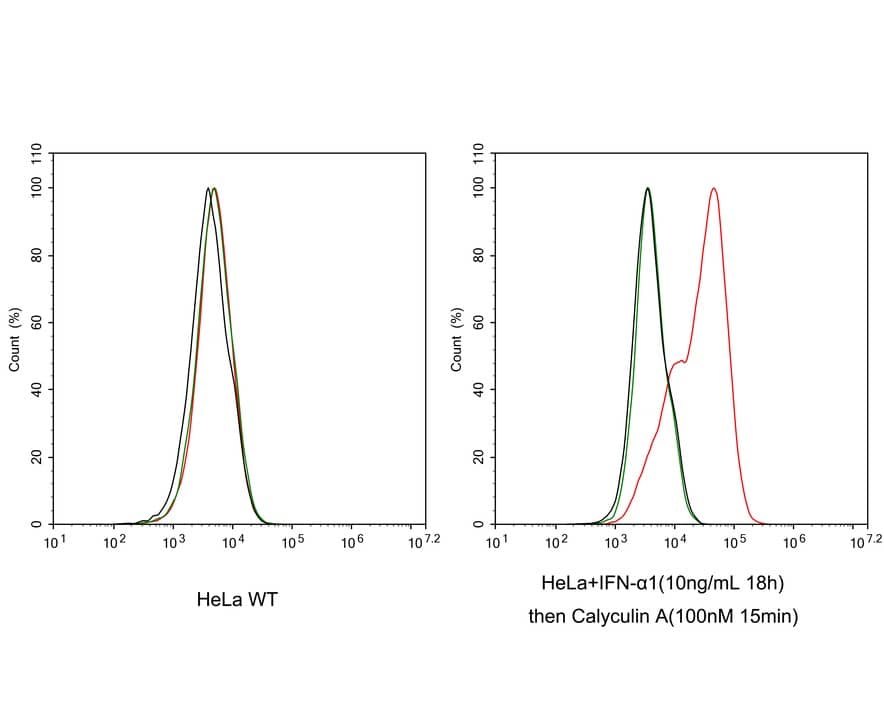 PKR [p Thr451] Antibody (JE46-70)