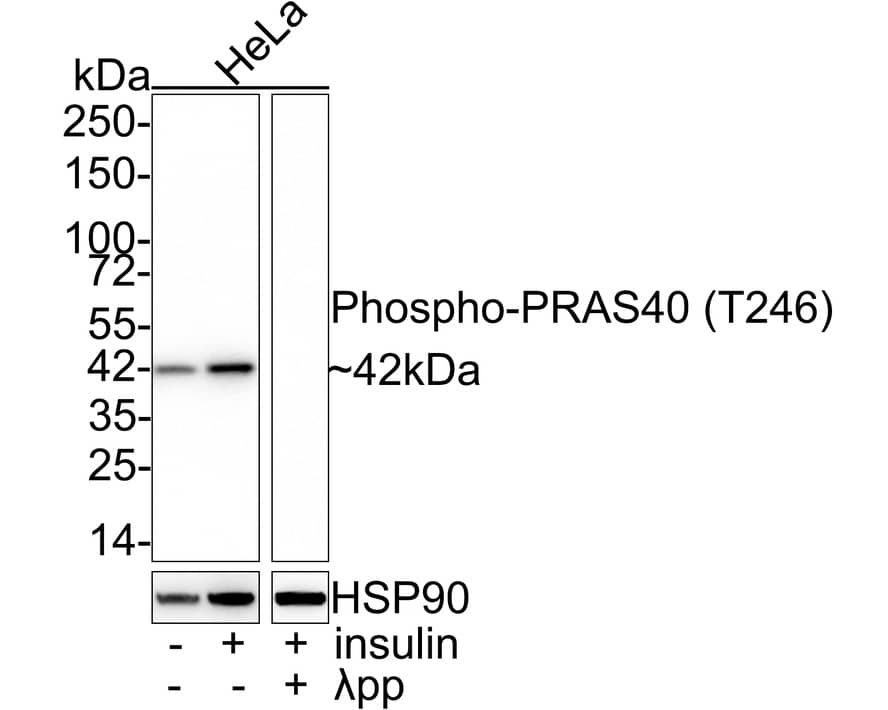 PRAS40 [p Thr246] Antibody (JE53-94)