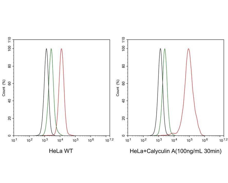 Rad17 [p Ser656] Antibody (JE63-30)